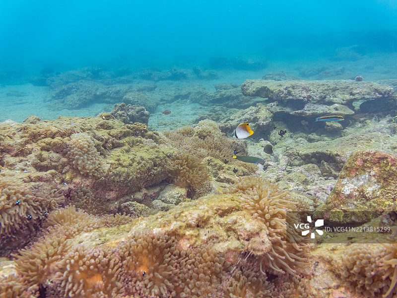 一只可爱的幼年线鳃蝴蝶鱼（Chaetodon Auriga）和其他鱼类。美丽的海葵中有一大群可爱的三点达斯基尔鱼（Dascyllus trimaculatus）和其他鱼类。图片素材