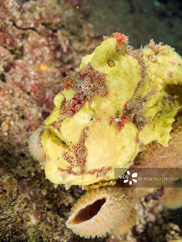 彩绘蛙鱼（Antennarius pictus），它在凯门鳄上。图片素材