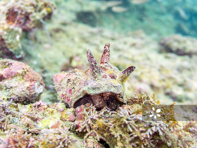 角螺 (Turbo sazae)图片素材