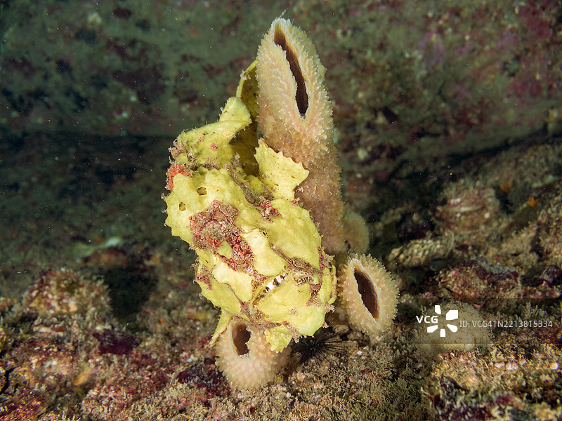 彩绘蛙鱼（Antennarius pictus），它在凯门鳄上。图片素材