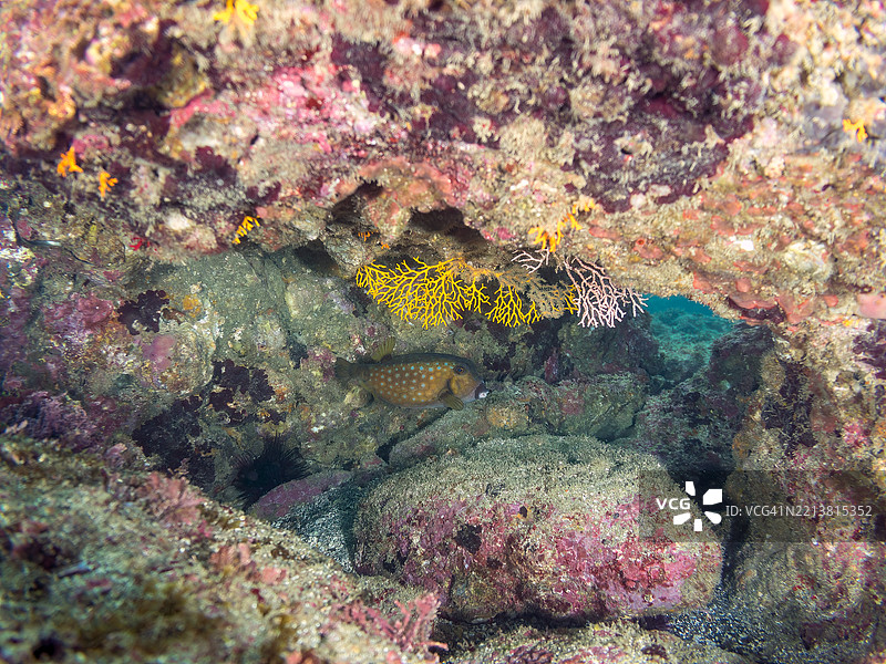 箱鱼，洁白箱鱼，软珊瑚，扇状珊瑚。图片素材