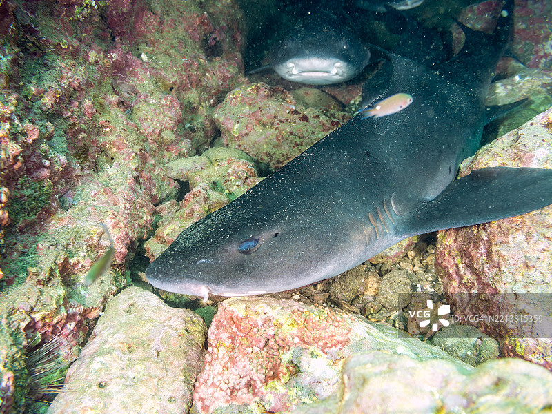 带纹犬鲨的学校，鲨鱼，三角鲨。斑点鳍红雀鱼，Ostorhinchus notatus。它们在海洞中成群打盹。图片素材