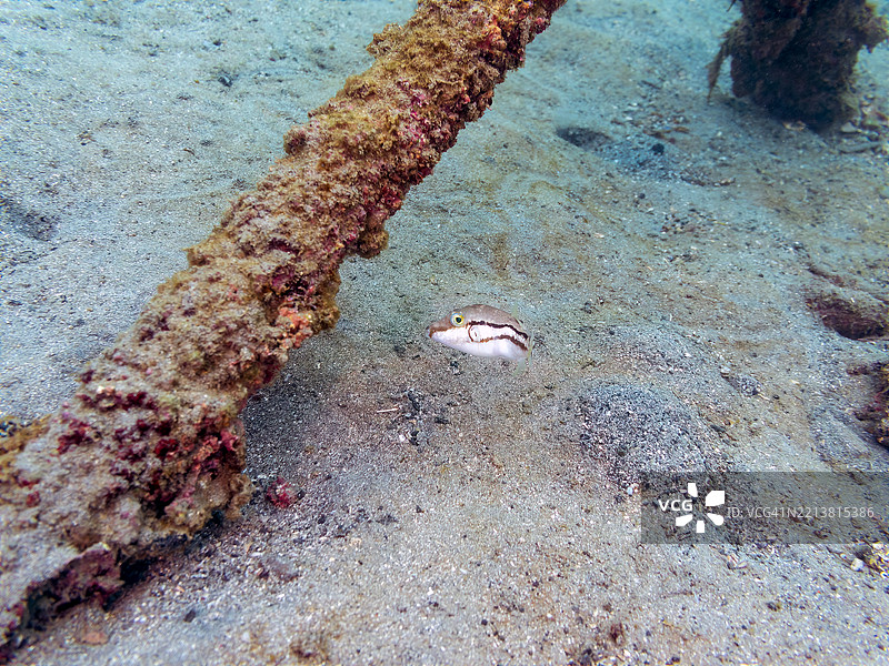 涂鸦小丑鱼（Canthigaster rivulata）幼鱼。图片素材