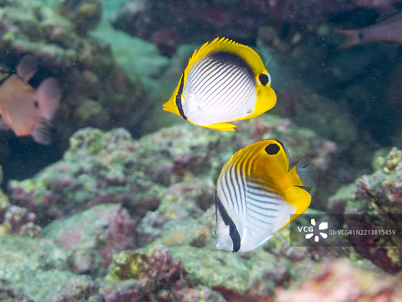黑背蝴蝶鱼，黑斑蝴蝶鱼，线鳍蝴蝶鱼，幼鱼。图片素材