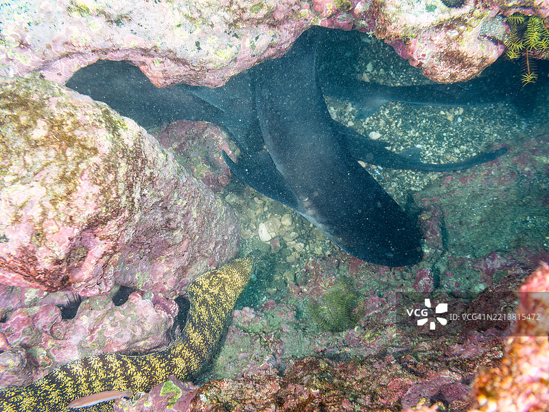 带纹犬鲨的学校，鲨鱼，三角鲨Spotnape红点鱼，Ostorhinchus notatus残忍的鳗鱼，Gymnothorax kidako。它们在海洞中成群打盹。图片素材