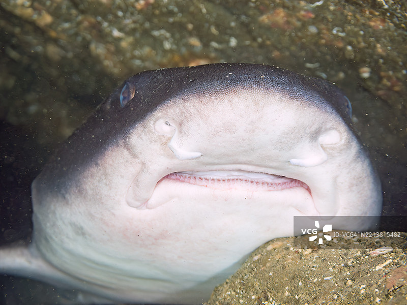 带纹犬鲨的学校，鲨鱼，三角鲨。斑点鳍红雀鱼，Ostorhinchus notatus。它们成群睡觉。牙齿可见。在海洞中。图片素材