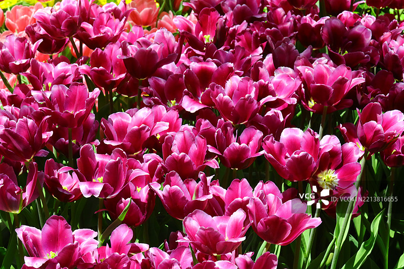 五彩缤纷的亮粉色花朵图片素材