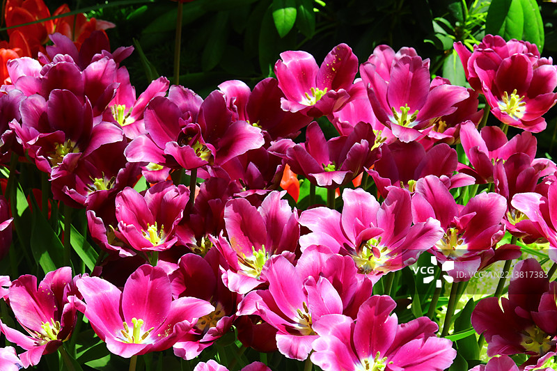 花朵盛开图片素材