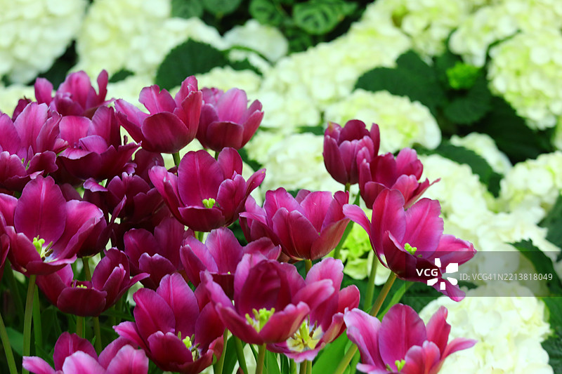 花园中的花朵盛开图片素材