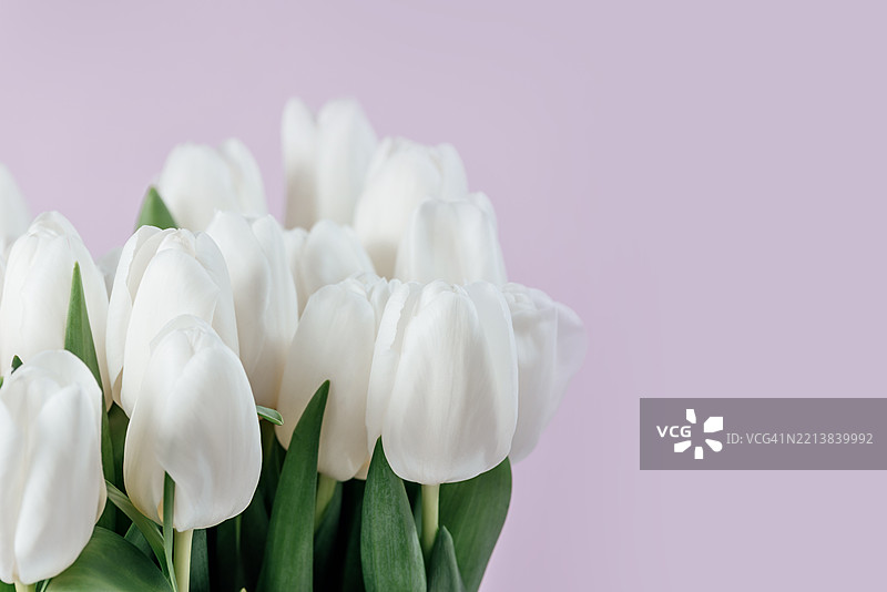 美丽的白色精致郁金香花束。春天的背景。图片素材