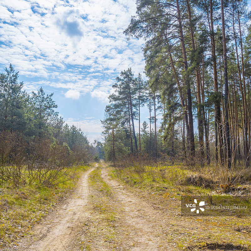 春天的觉醒，沿着蜿蜒的森林小径，四周环绕着生机勃勃的绿意和明亮的蓝天图片素材