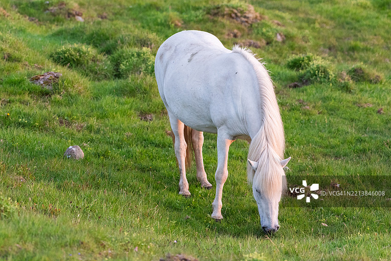 白色冰岛马在绿色草地上吃草图片素材