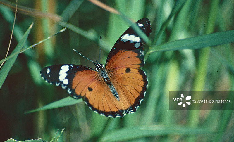 非洲君主蝶图片素材
