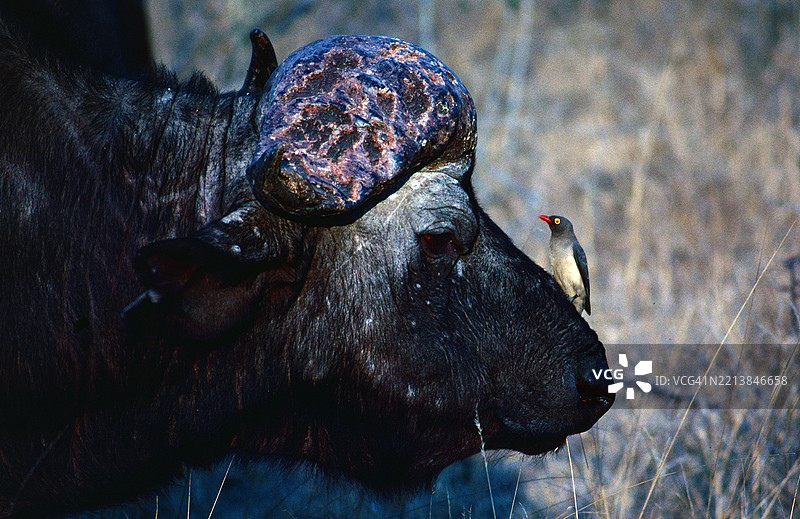 水牛与啄木鸟图片素材