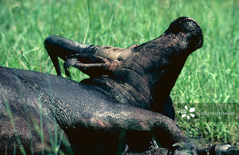 水牛在泥坑中打滚图片素材