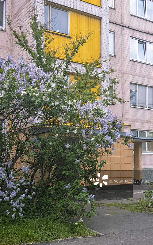 美丽的紫丁香花在基辅绚丽绽放，展示了城市环境中春天的生动色彩。图片素材