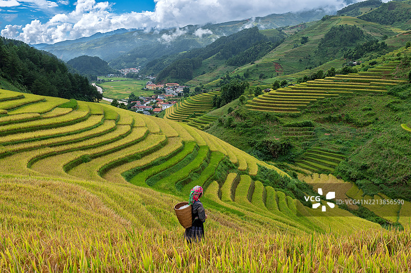 身穿越南传统服饰的亚洲女性在越南穆江柴的稻田梯田中。图片素材