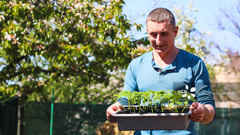 一位男性园丁在春天的花园里照料黄瓜幼苗图片素材