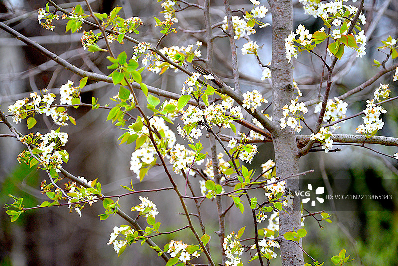 马哈勒布樱桃树图片素材