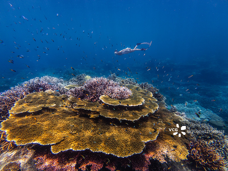 潜水员在清澈的蓝色海水中游泳，头顶是色彩斑斓的珊瑚礁，周围环绕着热带鱼的水下照片。图片素材