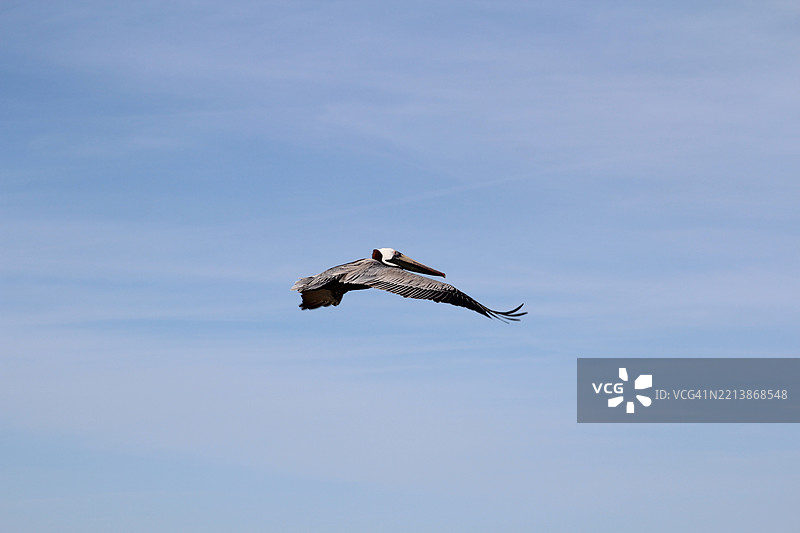 鹈鹕在蓝天上飞翔，海洋在其下。图片素材