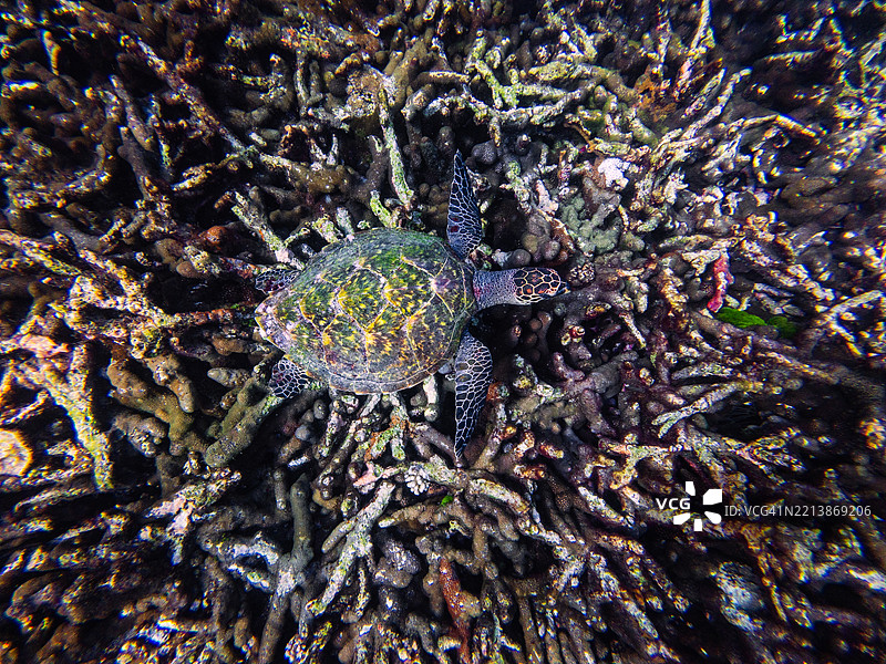 一只绿海龟在受损的珊瑚礁上方滑行，突显了海洋野生动物在珊瑚白化和礁石退化中的韧性。图片素材