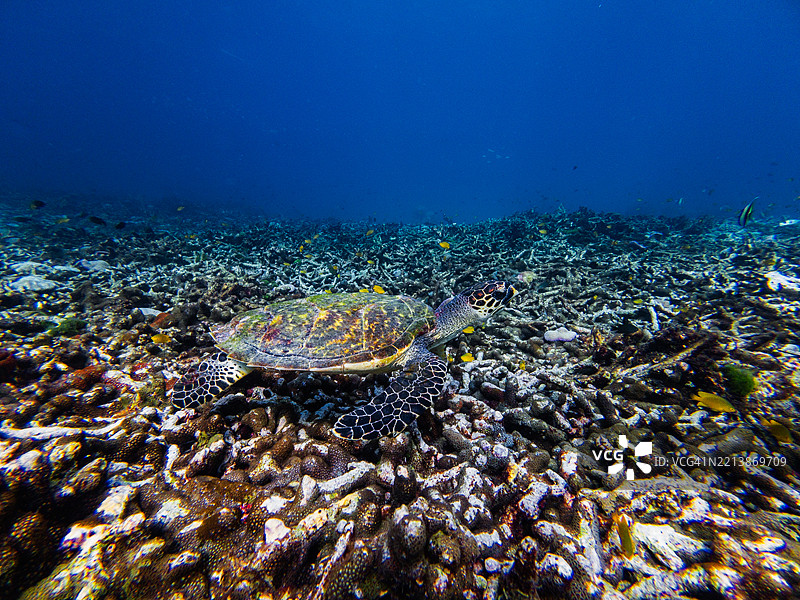 一只绿色海龟在受损的珊瑚礁上方滑行，突显了海洋野生动物在珊瑚白化和礁石退化中的韧性。图片素材