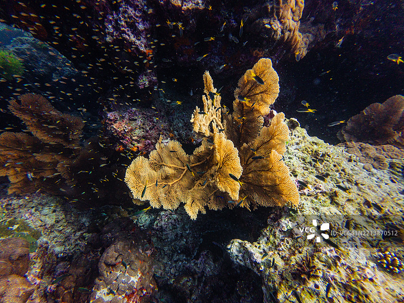 一片生机勃勃的海扇珊瑚从礁石延伸出来，周围环绕着一群热带鱼，水下环境清澈。图片素材