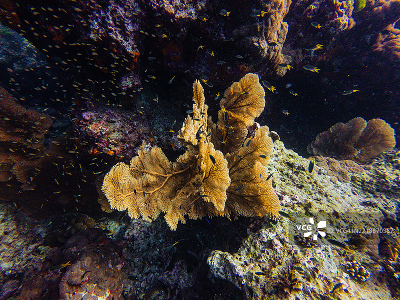 一片生机勃勃的海扇珊瑚从礁石延伸出来，周围环绕着一群热带鱼，水下环境清澈。图片素材