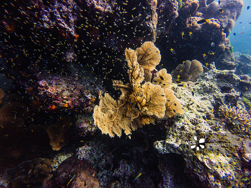 一片生机勃勃的海扇珊瑚从礁石延伸出来，周围环绕着一群热带鱼，水下环境清澈。图片素材