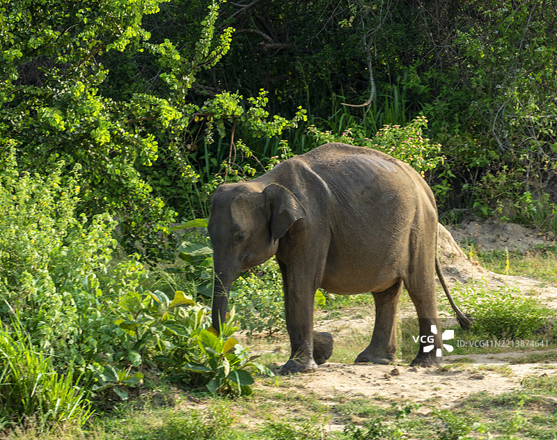小象在斯里兰卡乌达瓦拉韦国家公园的小路上行走。图片素材