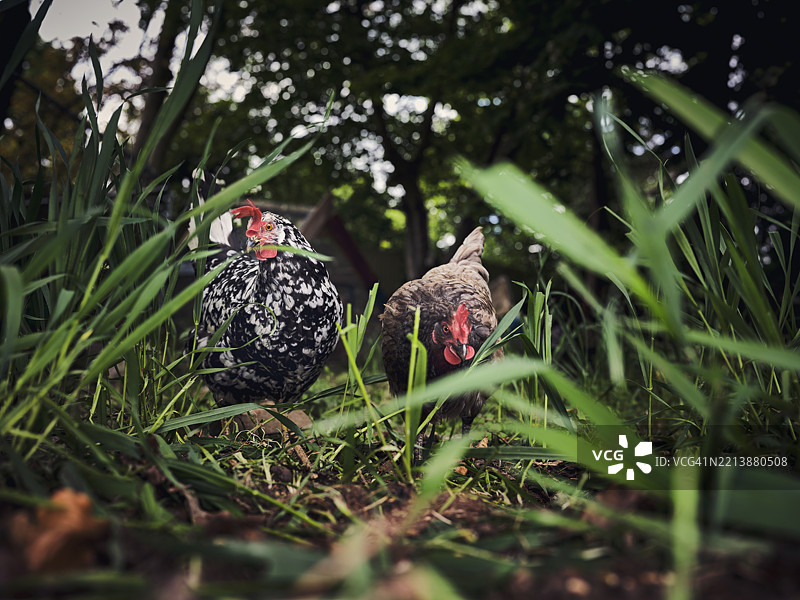 花园里的后院鸡图片素材