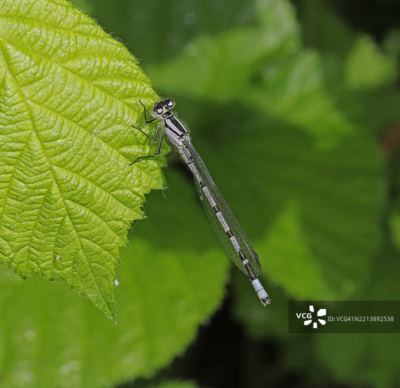 普通蓝蜻蜓 (Enallagma cyathigerum)图片素材