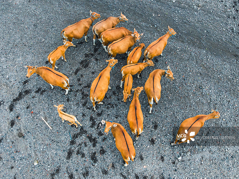 航拍照片显示一群巴厘岛牛站在印度尼西亚巴厘岛的黑沙滩上图片素材