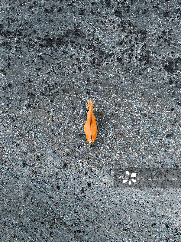 无人机拍摄的图像，俯瞰一头牛在印度尼西亚巴厘岛的黑沙滩上行走。图片素材