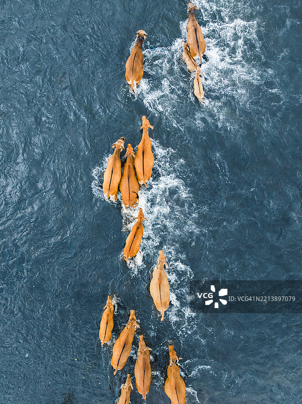 从上方俯瞰巴厘岛一群巴厘牛过河的无人机图像，印尼巴厘岛图片素材