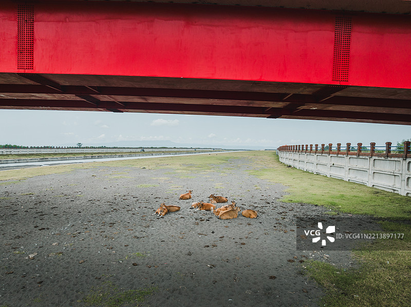高角度照片显示巴厘岛印度尼西亚的牛在桥下的阴凉处休息。图片素材