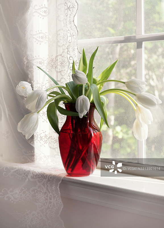 红色花瓶中的白色郁金香图片素材