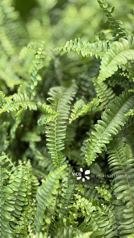 金伯利女王蕨（Nephrolepis obliterata）特写镜头图片素材