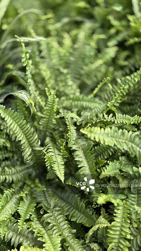 金伯利女王蕨（Nephrolepis obliterata）特写图片素材