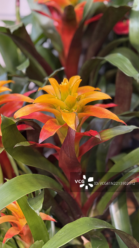 盛开的猩红星（Guzmania linqulata）特写图片素材