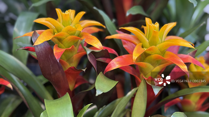 全景视图的红星（Guzmania lingulata）盛开特写图片素材