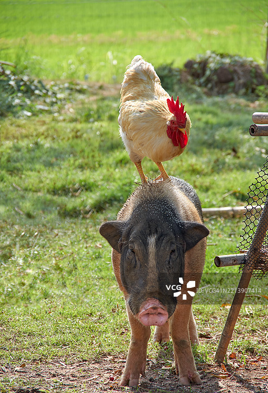 一只白色公鸡栖息在猪背上，阳光明媚的乡村农场场景图片素材