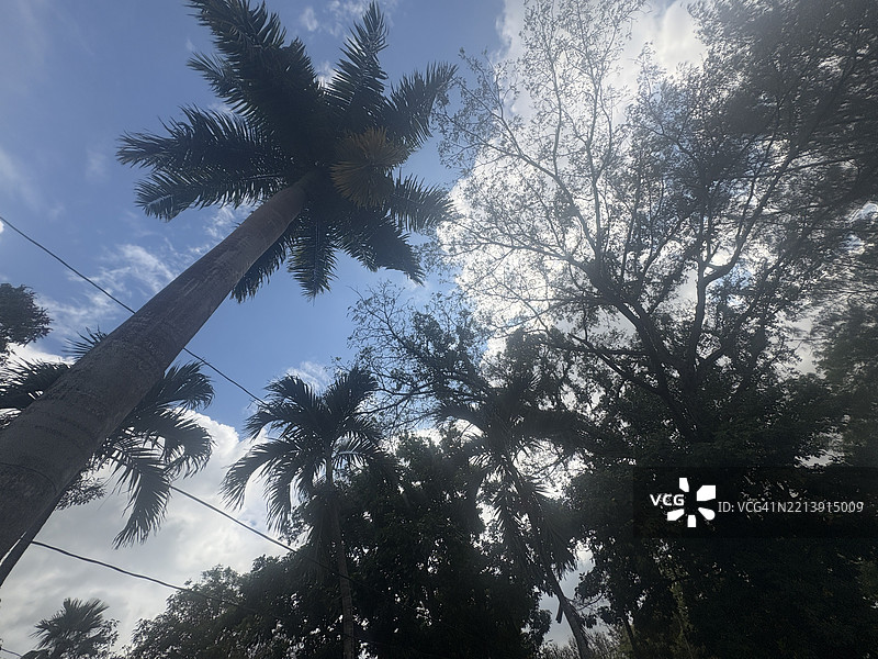 低角度视图的树木与天空，牙买加图片素材