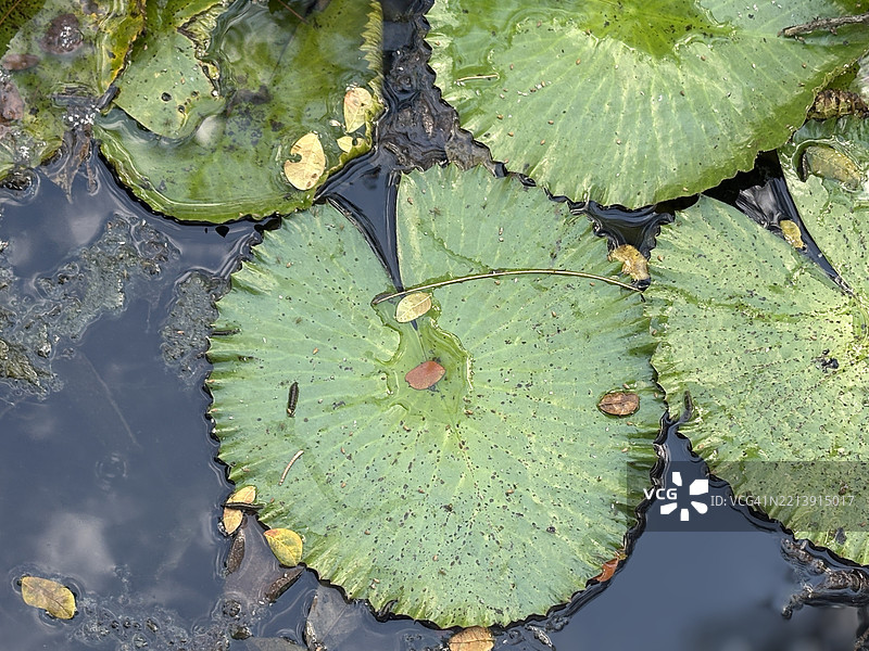 从高处俯瞰的湖中睡莲叶，牙买加图片素材