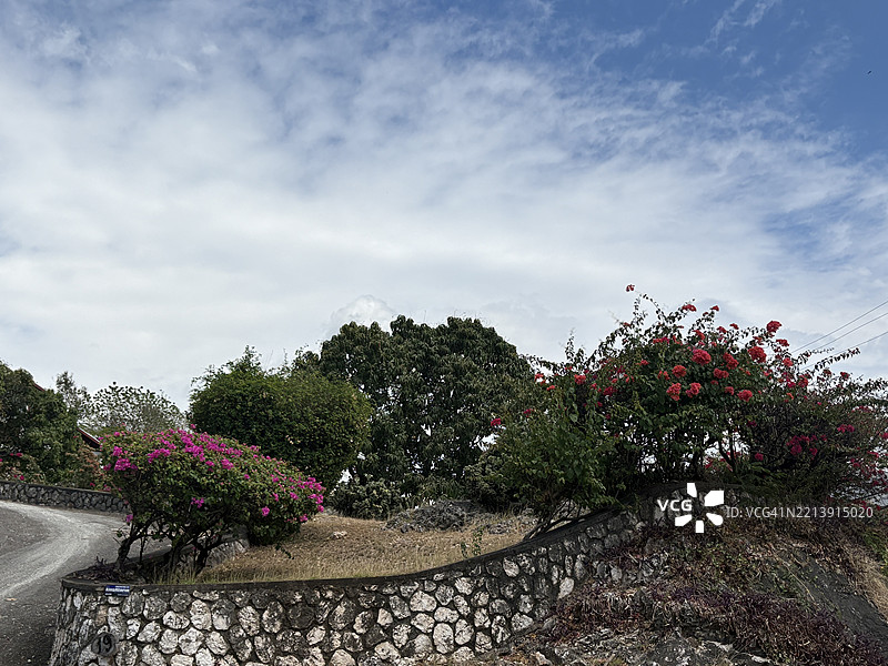低角度视图的开花植物与天空，牙买加图片素材