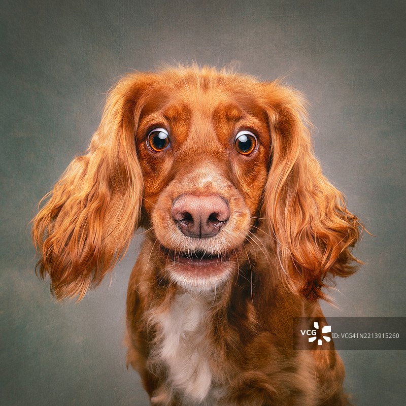 搞笑的红色可卡犬 DSC0283图片素材