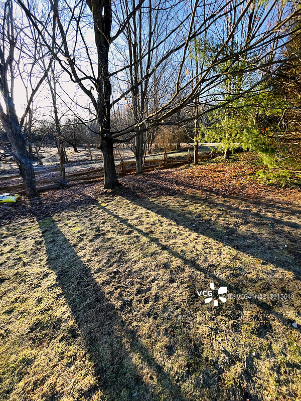 安大略省南布鲁斯，天空下的田野上生长着树木图片素材