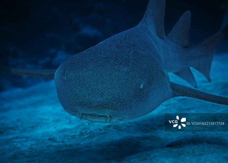 墨西哥马哈瓦尔海底游泳的鲨鱼特写镜头图片素材