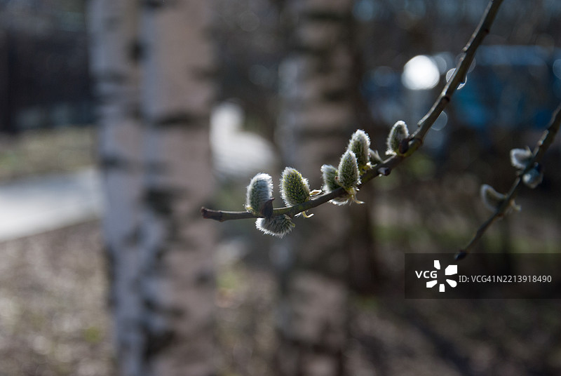 冬季湿润植物的特写图片素材